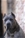ipo3 FURFANTE RIPRODUTTORE SELEZIONATO ENCI - Triola Cane Corso